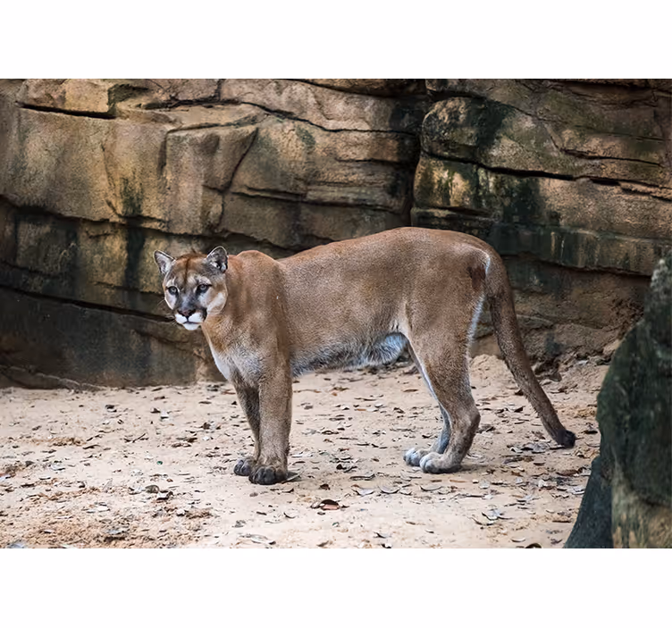 Fotobehang dieren cougar in habitat - TenStickers
