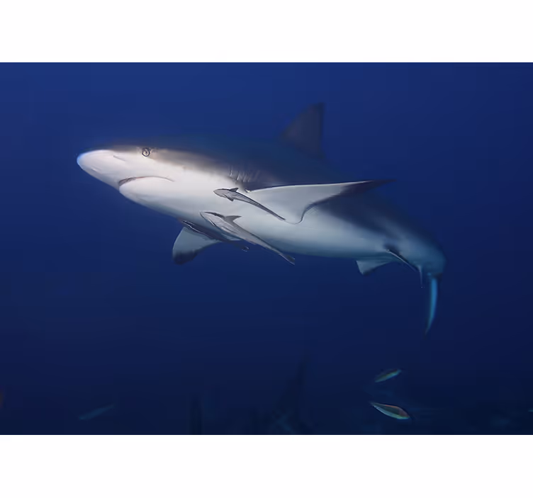 Fotobehang dieren majestueuze haai zwemmen - TenStickers