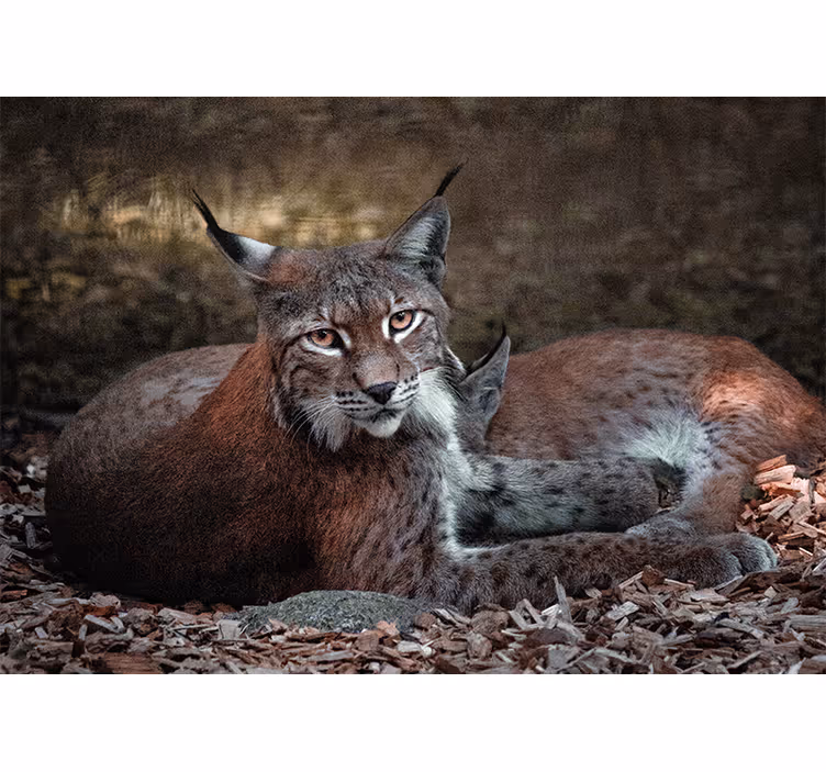 Fotobehang dieren lynx slapend paar - TenStickers