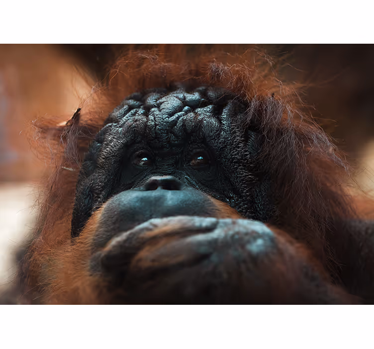 Fotobehang dieren orangutans doordachte blik - TenStickers