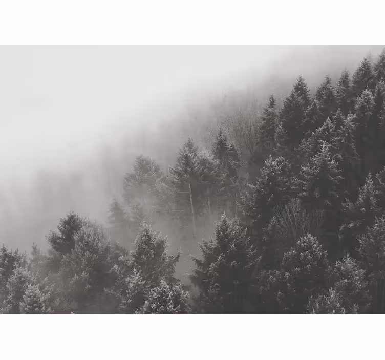 Foto behang bos mistig dennenlandschap - TenStickers