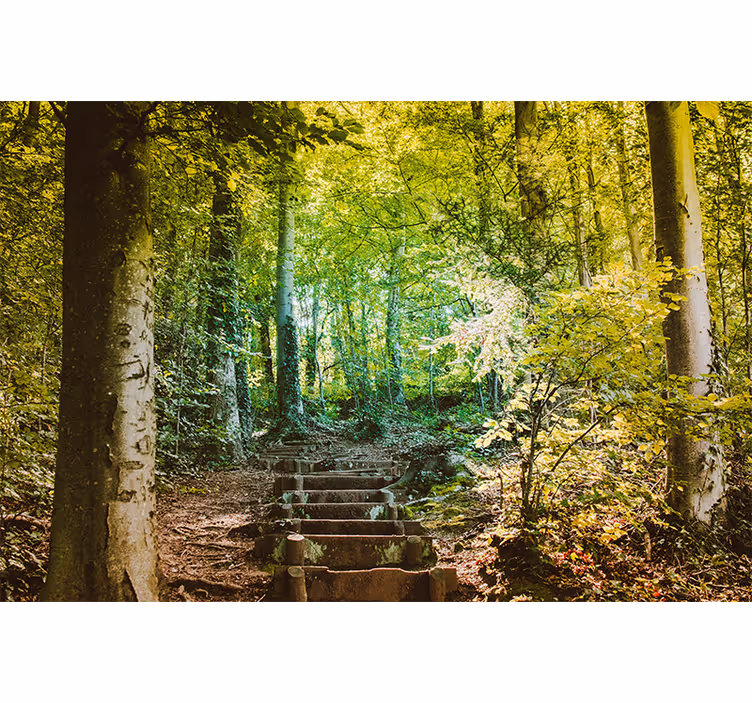 Pad met trappen foto behang bos - TenStickers