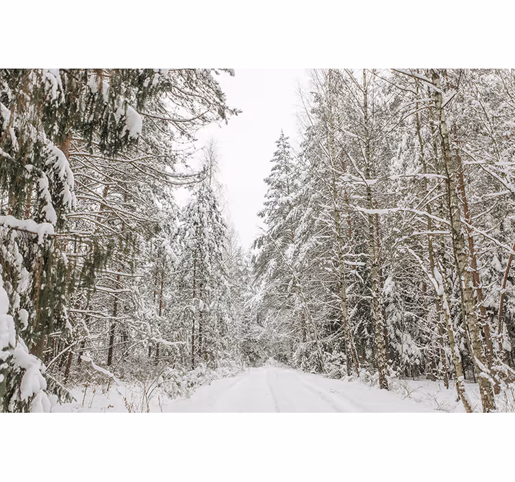 Winter dag foto behang bos - TenStickers