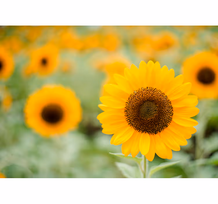 Middelpunt van de zonnebloem fotobehang bloemen - TenStickers