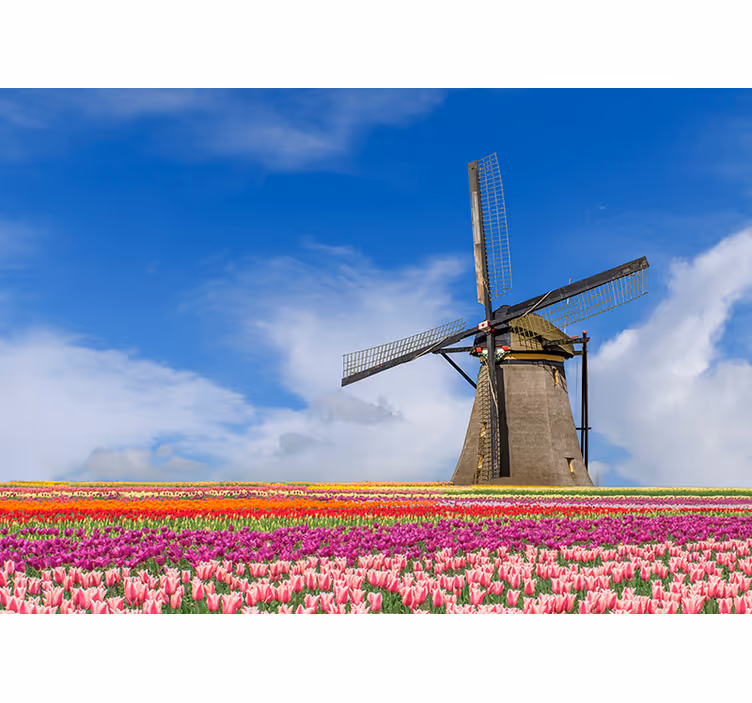Windmolen in tulpenveld foto behang Amsterdam - TenStickers