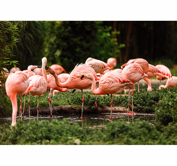 Flamingo-bijeenkomst fotobehang dieren - TenStickers