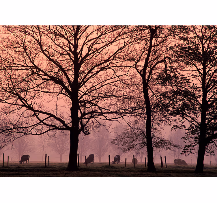 Mistig boomlandschap fotobehang landschap - TenStickers