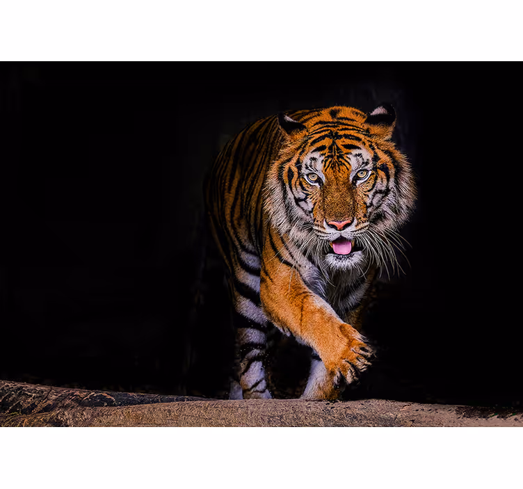 Sluipende tijger foto behang diverse dieren - TenStickers