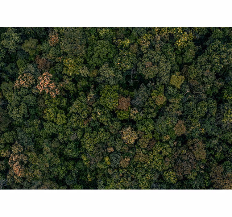Luchtfoto van het bos foto behang jungle - TenStickers
