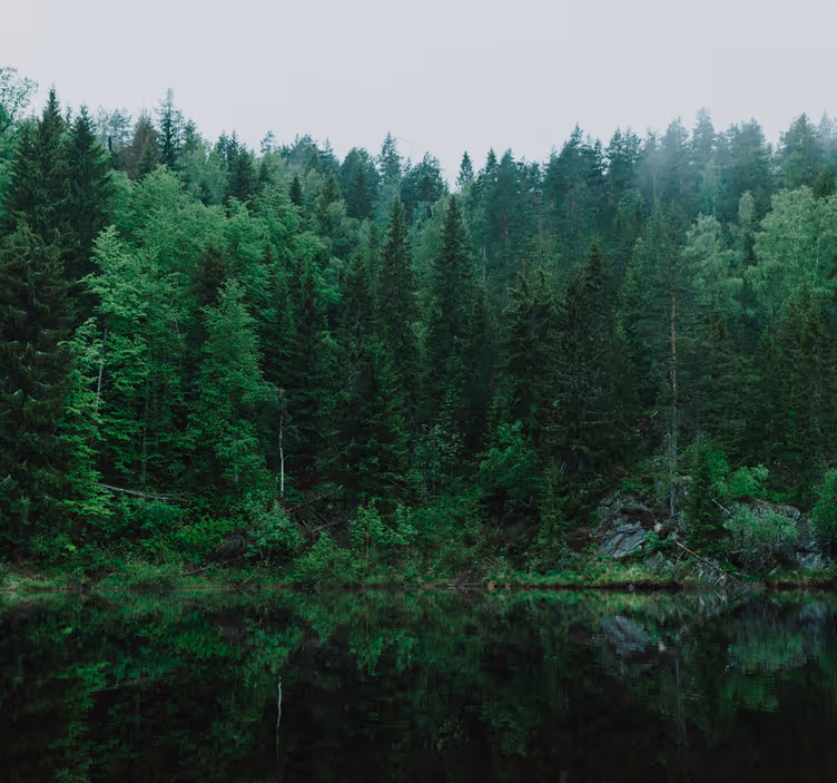 Diep bos met bomen fotobehang - TenStickers