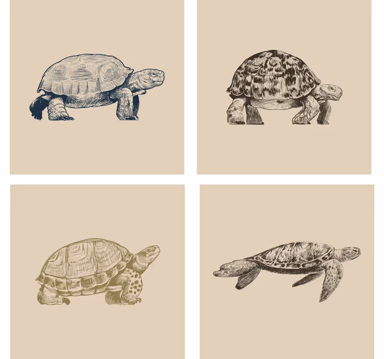 Vintage onderzetters retro schildpad illustraties - TenStickers