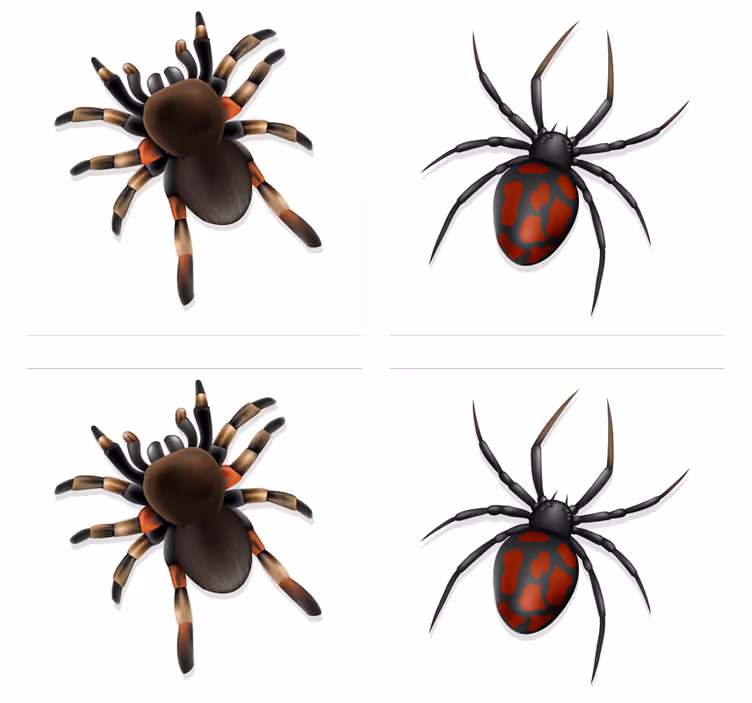 Halloween onderzetters spookachtige spin collectie - TenStickers
