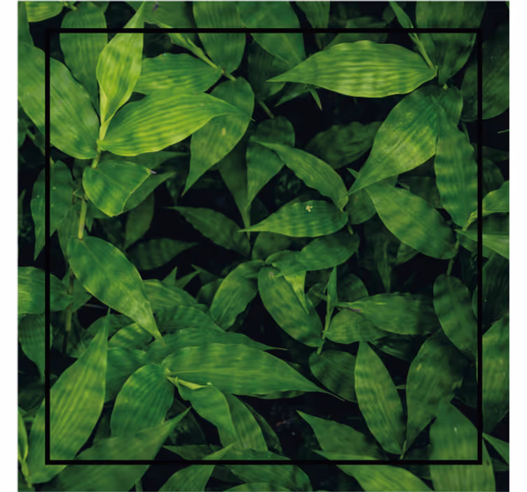 Onderzetters lush groen bladeren patroon - TenStickers