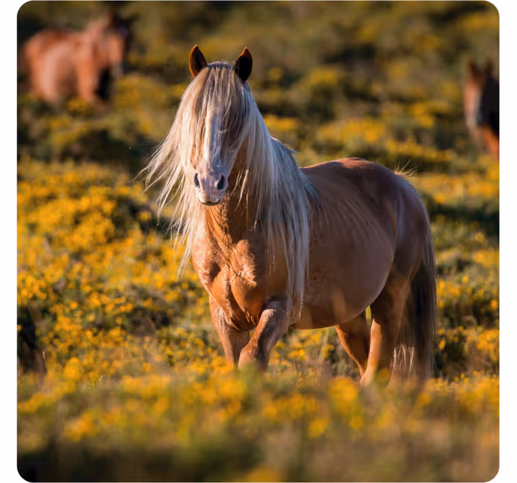 Moderne onderzetters majestueus paard in veld - TenStickers
