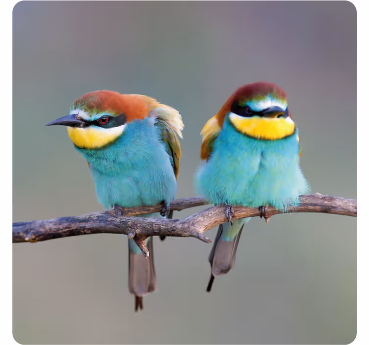 Moderne onderzetters met kleurrijke vogels erop - TenStickers