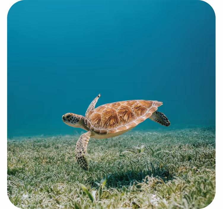 Moderne onderzetters zwemmende zeeschildpad - TenStickers