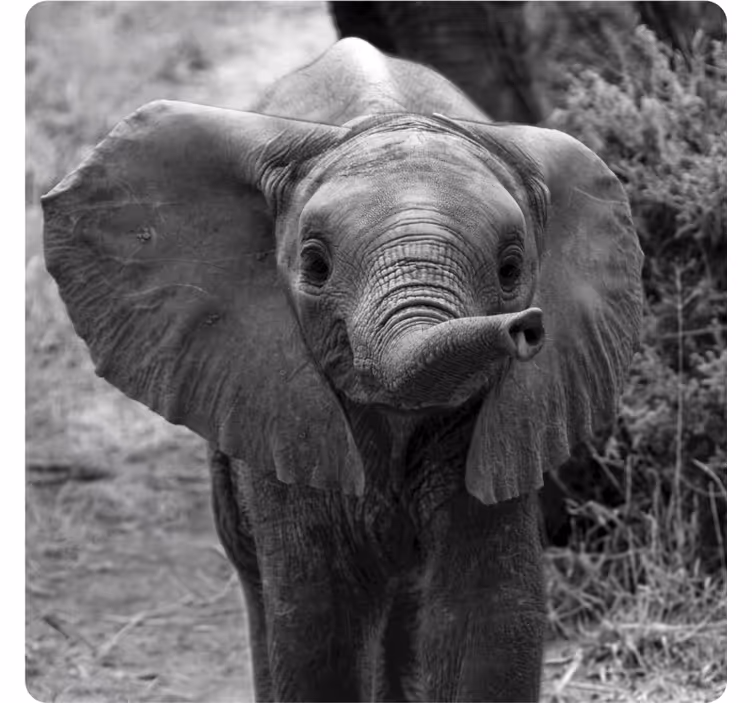 Vintage onderzetters schattig babyolifant - TenStickers