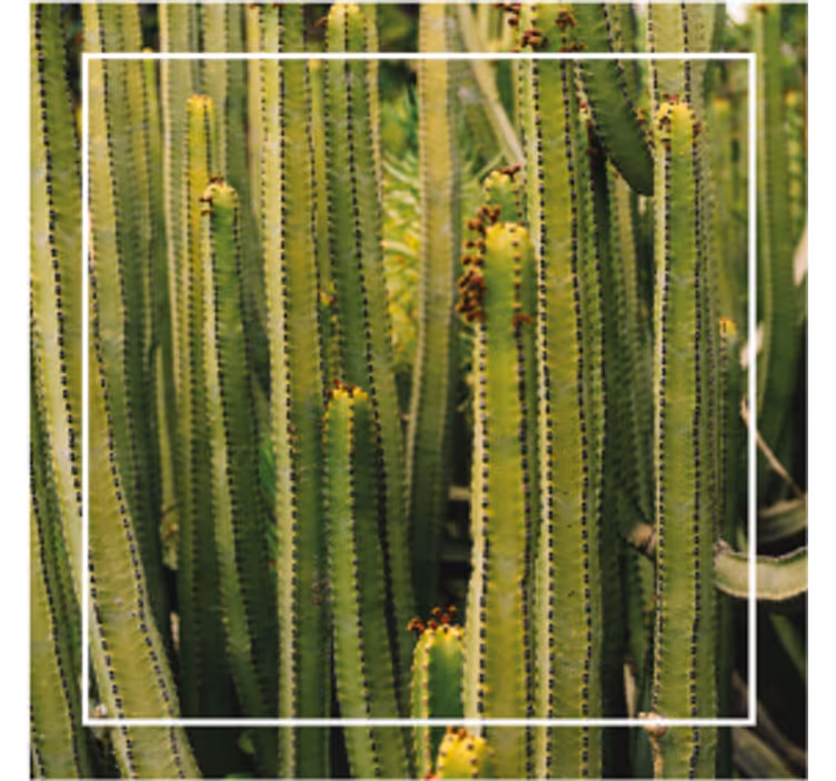 Onderzetters cactus textuur oppervlak - TenStickers
