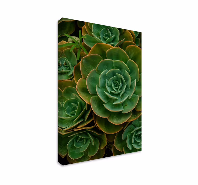 Vetplant close-up Canvas schilderij bloemen en planten - TenStickers