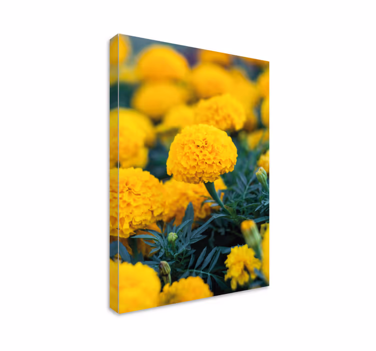 Canvas schilderijen bloemen gele goudsbloemen - TenStickers