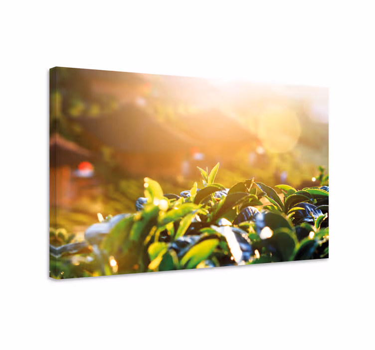 Canvas schilderij bloemen en planten ochtendtheebladeren - TenStickers