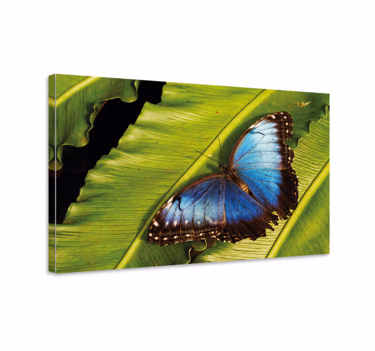 Canvas schilderij vlinder op blad - TenStickers