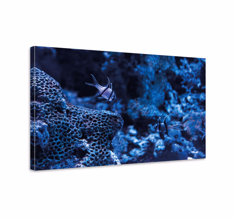 Canvas schilderij marine koraalrifvissen - TenStickers