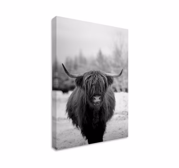 Canvas schilderij dieren highland cow portret - TenStickers