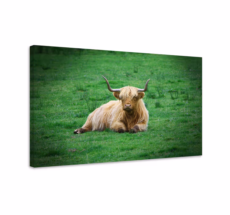 Canvas schilderij dieren hooglandrund rustend - TenStickers