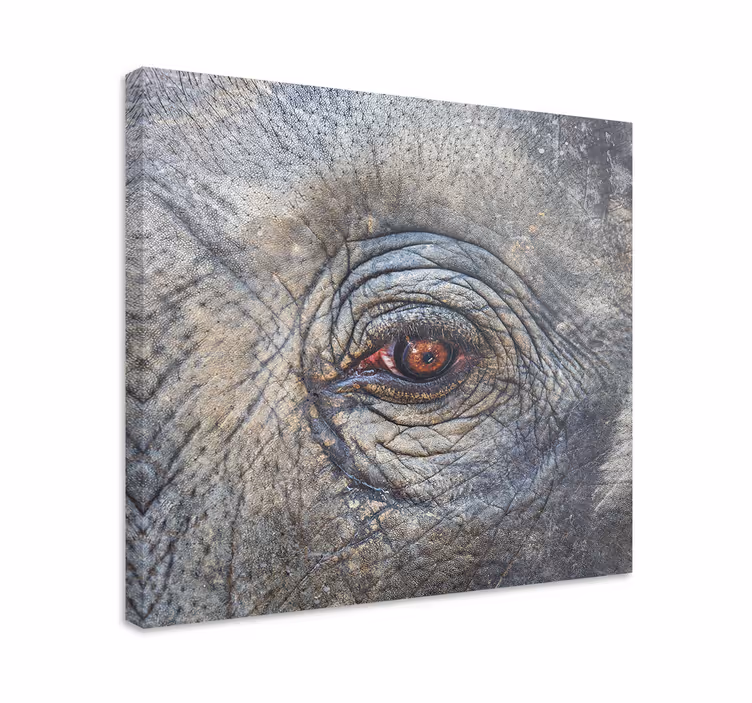Canvas schilderij olifant oogdetail van olifant - TenStickers