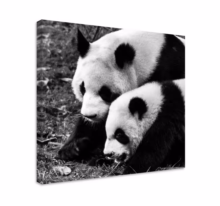 Canvas schilderij dieren panda paar omarming - TenStickers
