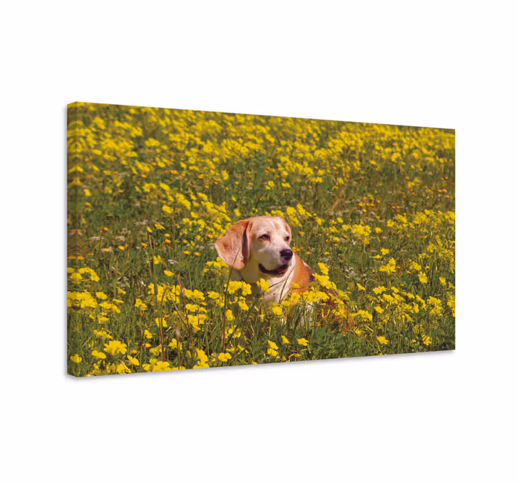 Canvas schilderij hond blije hond buiten - TenStickers