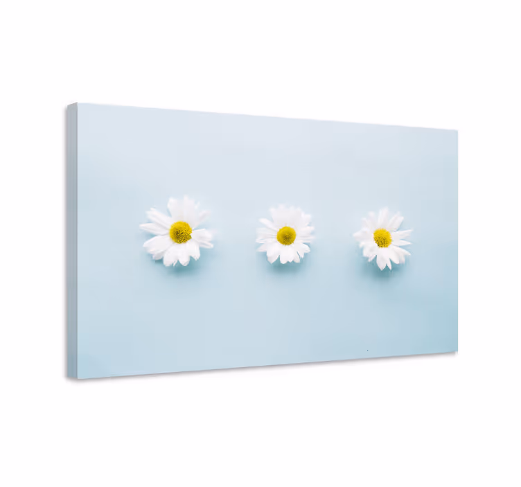Trio van madeliefjes Canvas schilderij bloemen en planten - TenStickers