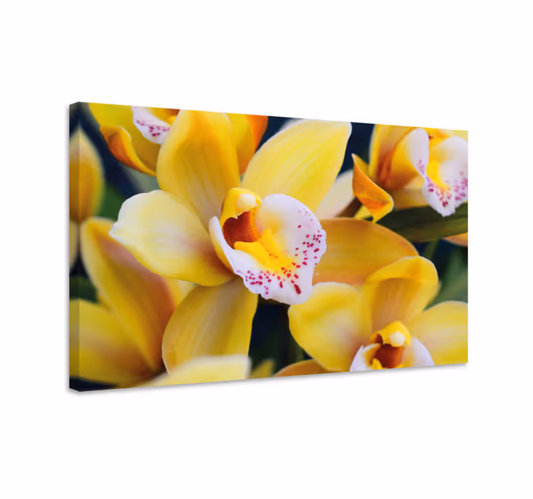 Canvas schilderij bloemen en planten orchideeën in bloei - TenStickers