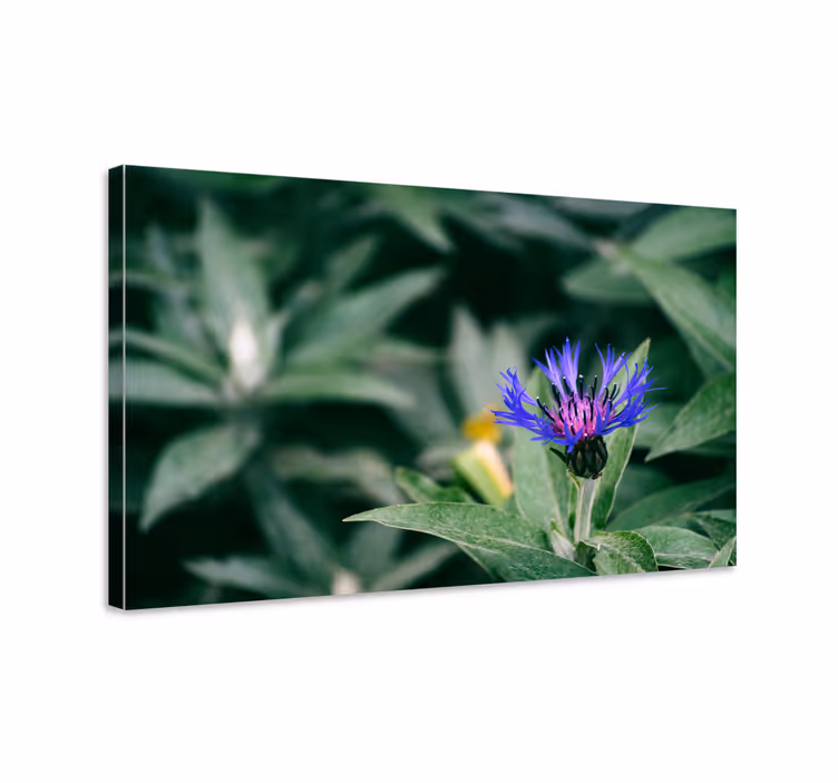 Canvas schilderij bloemen en planten delicate paarse bloesem - TenStickers