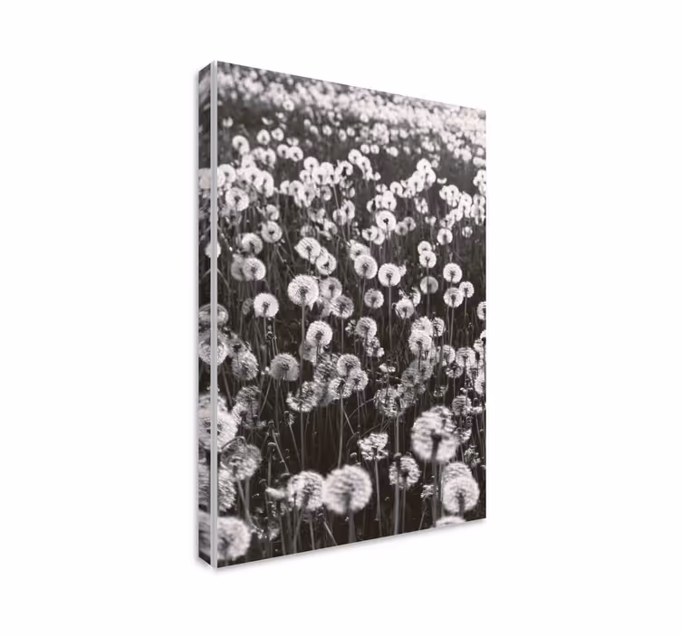 Canvas schilderij bloemen en planten paardebloem bloesems - TenStickers