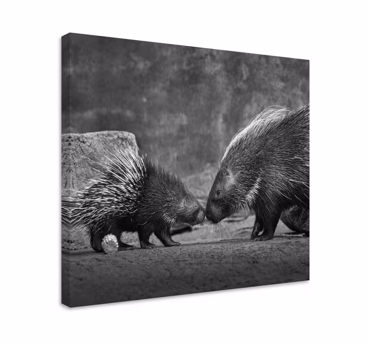 Canvas schilderij dieren diereninteractie met stekelvarken - TenStickers