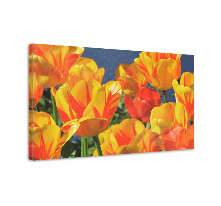Canvas schilderij bloemen en planten tulpen in bloei - TenStickers