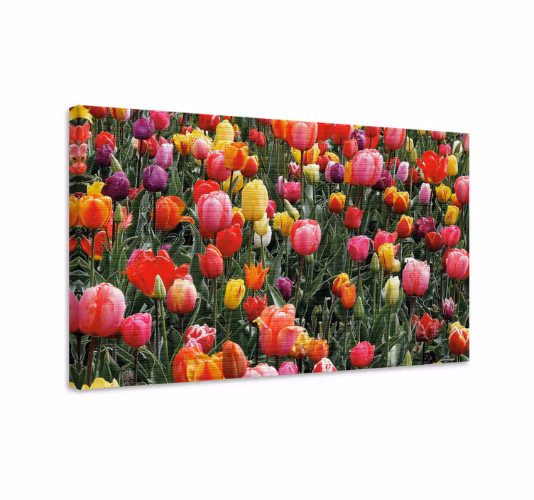 Canvas schilderij bloemen en planten kleurrijke tulp bloemen - TenStickers