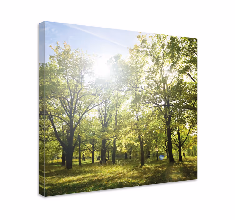 Canvas bomen zonovergoten groene luifel - TenStickers