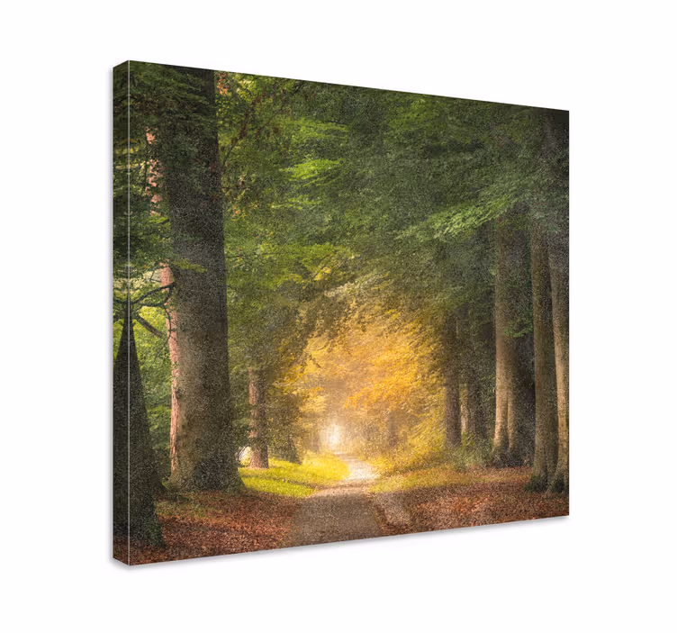 Canvas landschap bospaadje rust - TenStickers