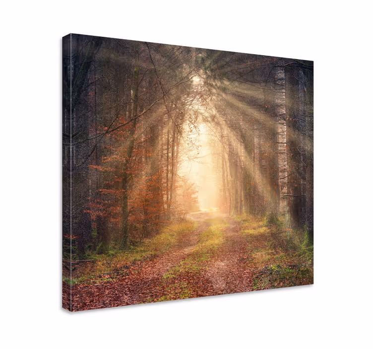 Rustig bospad Canvas landschap - TenStickers