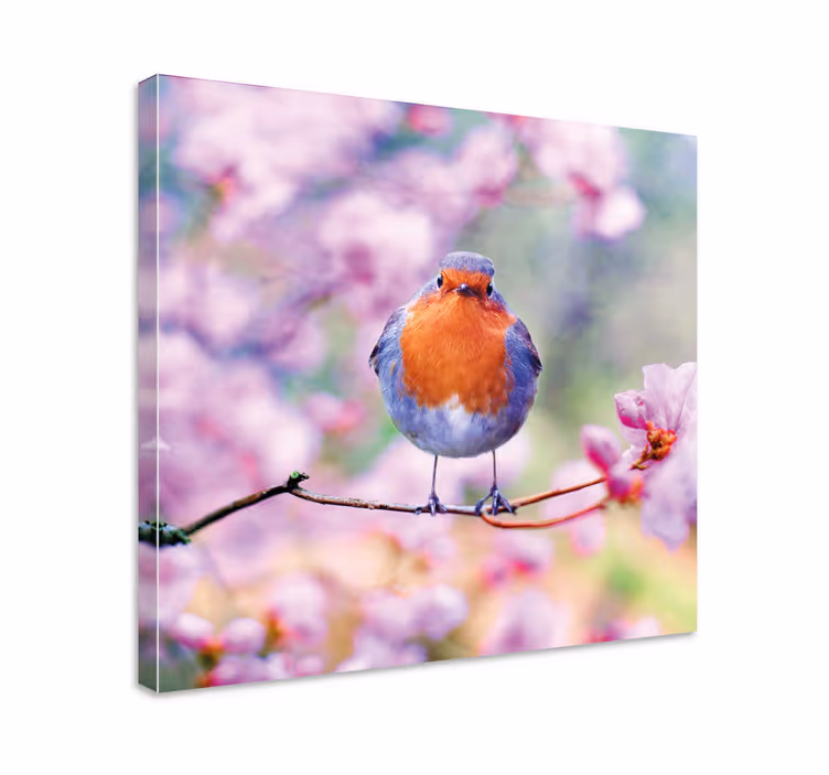 Canvas schilderij vogels charmante roodborst zittend - TenStickers
