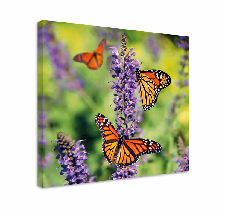 Canvas schilderij vlinder monarchvlinders bijeen - TenStickers