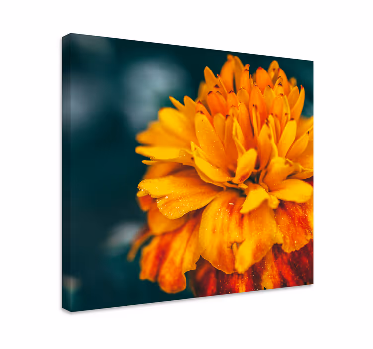 Canvas schilderijen bloemen levendige oranje bloesem - TenStickers