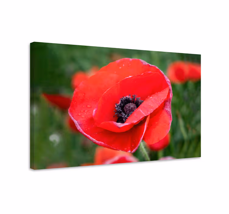 Canvas schilderijen bloemen close-up klaproos - TenStickers