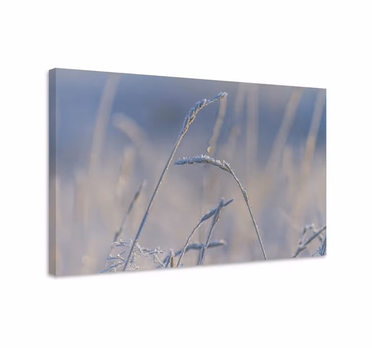 Canvas schilderij bloemen en planten frostige grassprieten - TenStickers