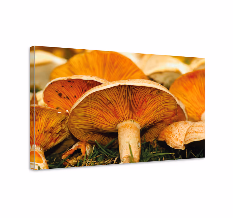 Canvas schilderij bloemen en planten paddenstoel details - TenStickers