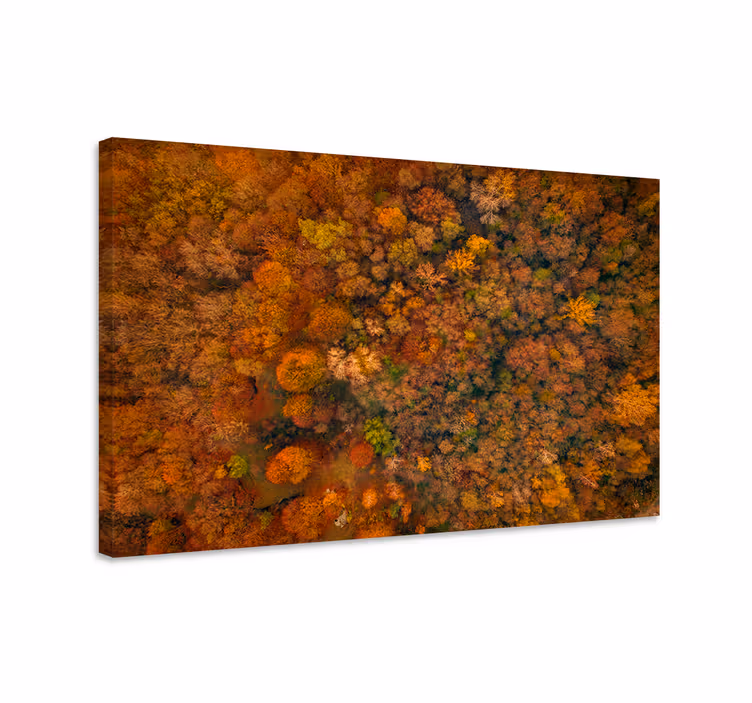 Canvas bomen herfstbosluifel - TenStickers