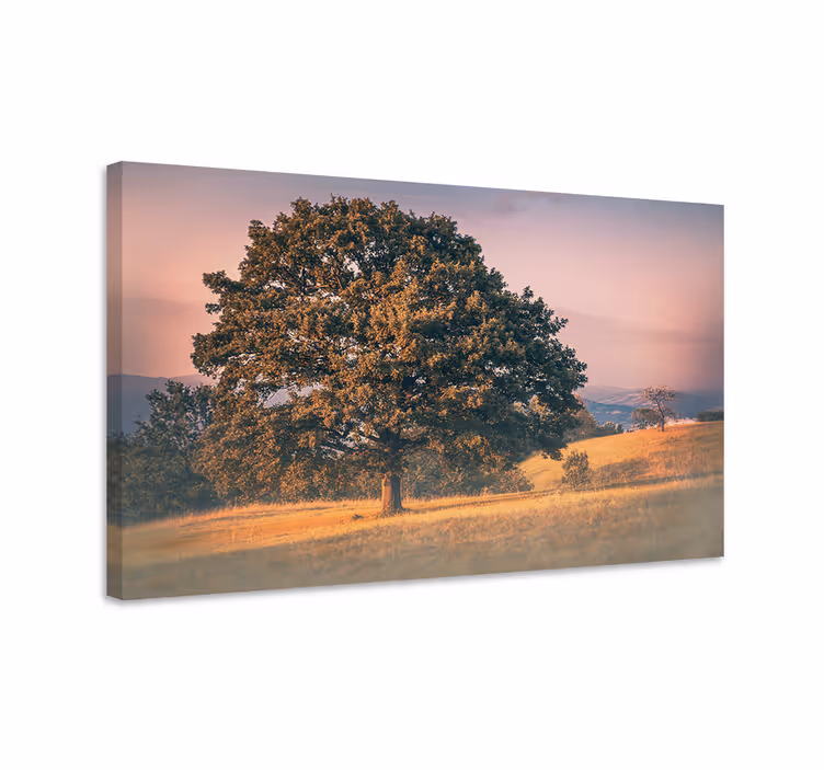 Canvas bomen prachtige eik - TenStickers